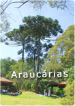 Araucarias Parana