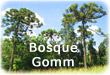 Bosque Gomm