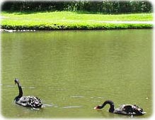 Cisnes negros na Universidade Livre do Meio Ambiente em Curitiba Paraná