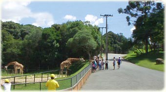 Parque do Iguaçu e Animais do Zoológico de Curitiba
