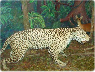 Onça empalhada no Museu de História Natural - Curitiba