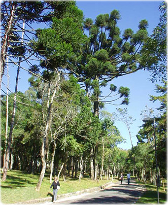 Parque Araucaria Parana