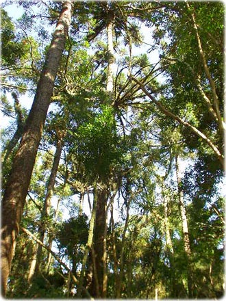 Bosque Capão da Imbuia – Museu de História Natural