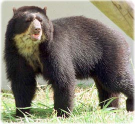 Urso - Parque do Iguaçu e Animais do Zoológico de Curitiba